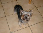 popsy - Yorkshire Terrier Mâle (8 ans)