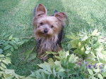 Clochette - Yorkshire Terrier (2 ans)