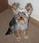 tobby - Yorkshire Terrier Mâle (2 ans)