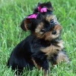 naomi - Yorkshire Terrier (1 mois)