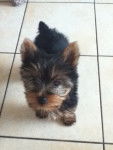 Gucci - Yorkshire Terrier Mâle (5 mois)