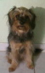 Cuinee - Yorkshire Terrier