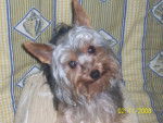 curly - Yorkshire Terrier Mâle (1 an)