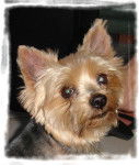 billy - Yorkshire Terrier Mâle (10 ans)