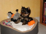 Faline son 1er jour a la maison! - Yorkshire Terrier (1 an)