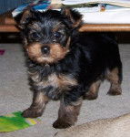 nina - Yorkshire Terrier (11 mois)