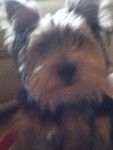 Alfie - Yorkshire Terrier Mâle (7 mois)