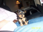 Bella - Yorkshire Terrier (1 mois)