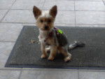 etni - Yorkshire Terrier Mâle (2 ans)
