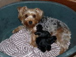 Biscotte et ses petits - Yorkshire Terrier (1 an)