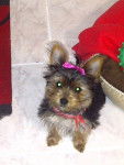 Bella - Yorkshire Terrier (1 an)