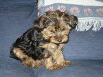 Susi - Yorkshire Terrier (1 an)