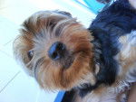 Daisy - Yorkshire Terrier (6 ans)
