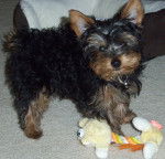 Rhett - Yorkshire Terrier Mâle (2 ans)