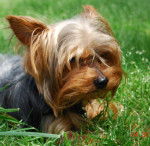 Rhett - Yorkshire Terrier Mâle (2 ans)
