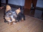 curro - Yorkshire Terrier Mâle (6 ans)