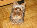Flor - Yorkshire Terrier (7 ans)