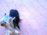 Lupita,la perra de mi vecina - Yorkshire Terrier (2 ans)