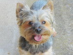 Choumi - Yorkshire Terrier (4 ans)