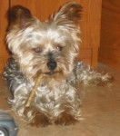 Milú - Yorkshire Terrier Mâle (7 ans)