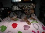 Loli - Yorkshire Terrier (5 ans)