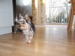 Gibson - Yorkshire Terrier Mâle (7 mois)