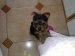 Nala - Yorkshire Terrier (2 mois)