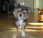 guizmo - Yorkshire Terrier Mâle (10 mois)