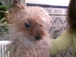 sabina - Yorkshire Terrier (1 an)