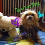 Tütü - Yorkshire Terrier (11 ans)