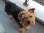 Cantonna - Yorkshire Terrier Mâle (1 an)