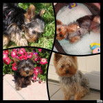 Eliott - Yorkshire Terrier Mâle (3 ans)