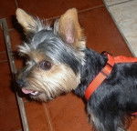 Fiska - Yorkshire Terrier (2 ans)