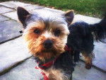 flocon - Yorkshire Terrier Mâle