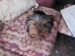 Barbie - Yorkshire Terrier (7 mois)