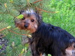 Tina - Yorkshire Terrier (4 mois)