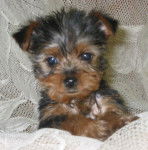 Bella - Yorkshire Terrier (2 mois)