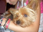 Yacky - Yorkshire Terrier Mâle (8 ans)