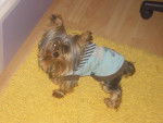 Lupe - Yorkshire Terrier