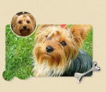 Tilly - Yorkshire Terrier (4 ans)