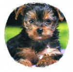 Ozzy - Yorkshire Terrier Mâle (2 ans)