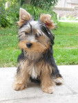 El Roudoudou - Yorkshire Terrier Mâle (4 mois)