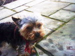 flocon - Yorkshire Terrier Mâle (1 an)