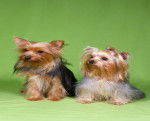 Winston and Mia - Yorkshire Terrier (1 an)