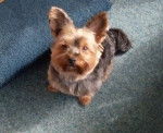 Leika - Yorkshire Terrier (4 ans)