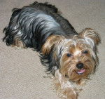 Benji - Yorkshire Terrier Mâle (8 mois)