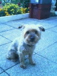 Junior - Yorkshire Terrier Mâle (14 ans)