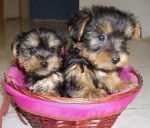 pericles - Yorkshire Terrier Mâle (3 ans)