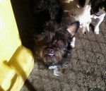 Herringbone - Yorkshire Terrier Mâle (4 ans)