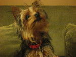 Bailey - Yorkshire Terrier (1 an)
